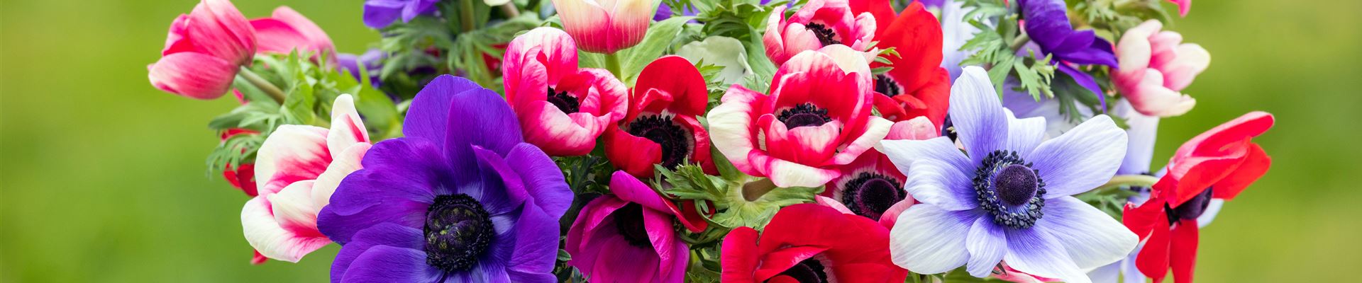 GS709174.jpg GS709174.jpg