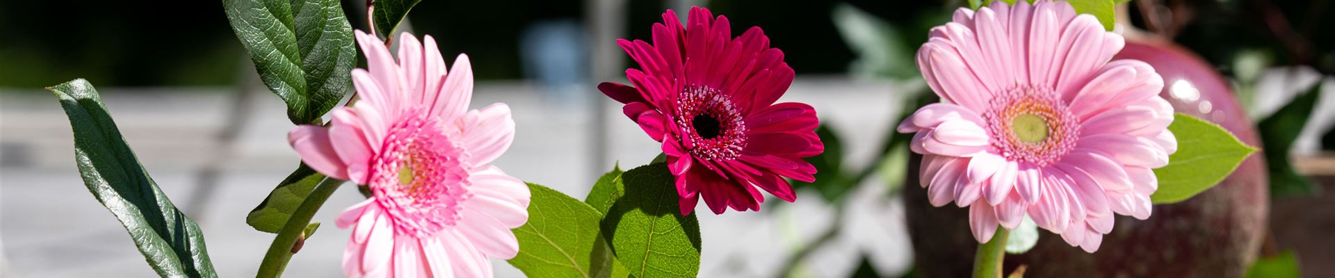 GS657467.jpg GS657467.jpg