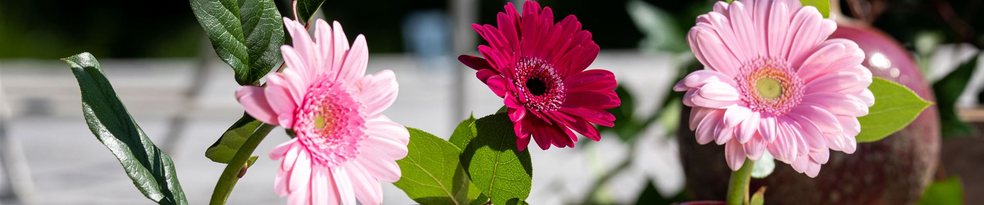 GS657467.jpg GS657467.jpg