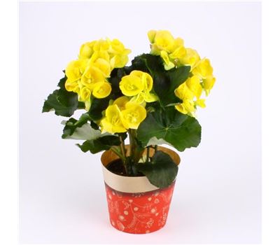 Blütenwunder Blütenwunder