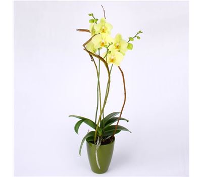 Dancing butterfly Dancing butterfly