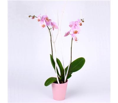 Exotic beauty Exotic beauty