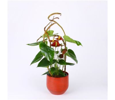 Roter Flamingo Roter Flamingo