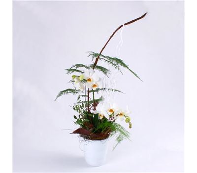 White Elegance White Elegance