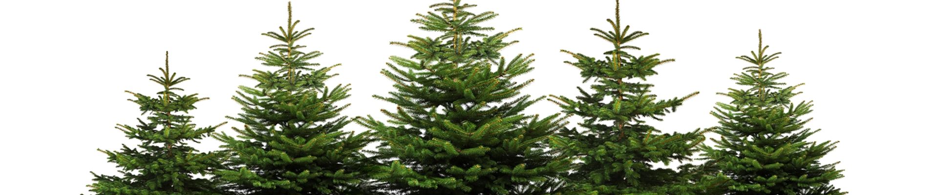 jumbo_weihnachtsbaum.jpeg jumbo_weihnachtsbaum.jpeg