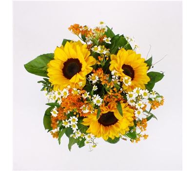 Sunflower  Sunflower